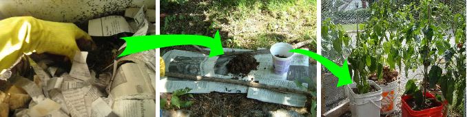 Harvesting worm castings and putting in the food garden.