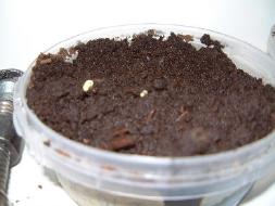 Broccoli germinating