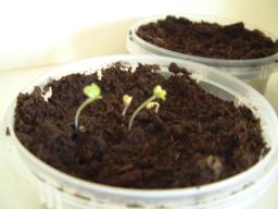 Broccoli germinating