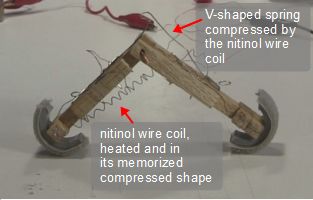 Legs closed together by the heated nitinol wire/shape memory
      alloy coil in its memorized shape.